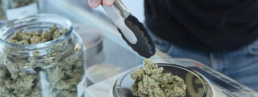 A maior revisão sobre cannabis chega em resultados claros: a erva não ajuda com ansiedade, depressão ou transtorno de estresse pós-traumático 