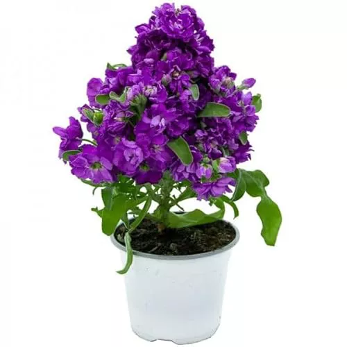 Planta Natural de Alhelí en Maceta Flores de Exterior Aromáticas y Resistentes para Jardines y Balcones