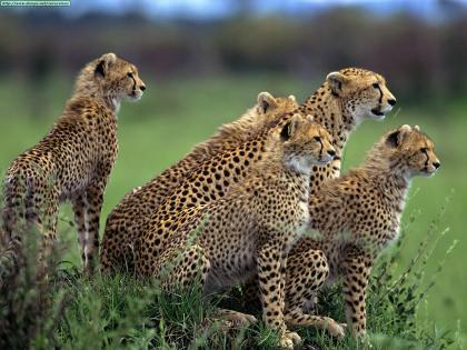 Los 10 mejores destinos para ver vida salvaje en Africa (II)