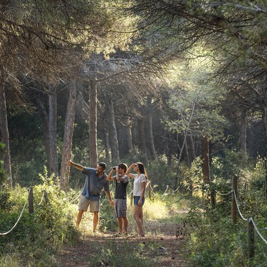 El tesoro de Can Camins: el mejor bosque de España para descubrir rutas de pinos gigantes auténticos