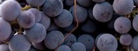 Vuelve el Vinobús en La Rioja