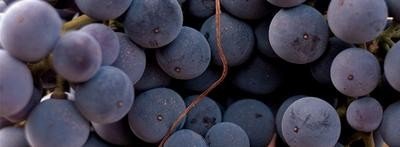 Vuelve el Vinobús en La Rioja