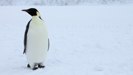 La versión 4.3 del Kernel Linux se hace oficial con nuevas características y mejoras