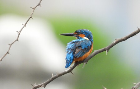 Pexels Dropshado 20775536