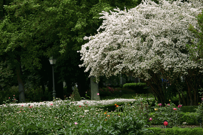 Real Jardín Botánico de Madrid