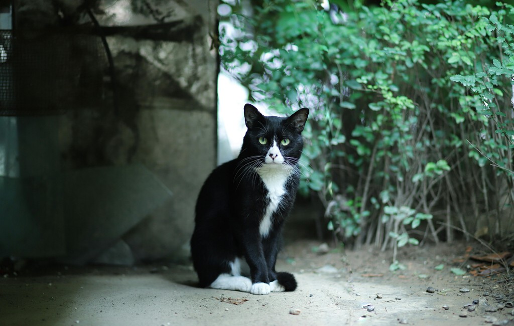 Científicos descubren una mutación en gatos que cambia su pelaje de color gradualmente: así es el raro “salmiak” de Finlandia . Noticias en tiempo real