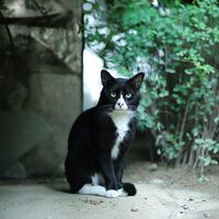 Científicos descubren una mutación en gatos que cambia su pelaje de color gradualmente: así es el raro “salmiak” de Finlandia 