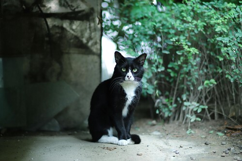 Gato Salmiak