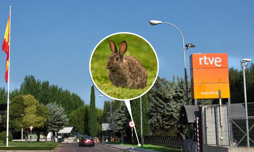 RTVE paga 7.260 euros por capturar los conejos silvestres de un recinto de 27 hectáreas en Majadahonda