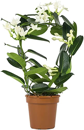 DECOALIVE Planta de Interior - Jazmín de Madagascar