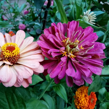 Estas son las tres flores que puedes sembrar en el mes de marzo y llenar tu terraza o jardín de color: cómo cuidarlas y dónde ponerlas 