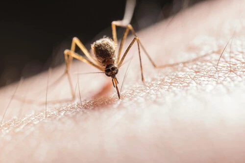 Mosquitera magnética