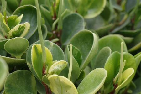 Peperomia obtusifolia