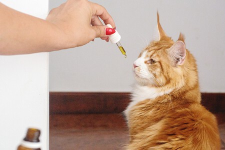 Paracetamol Gatos