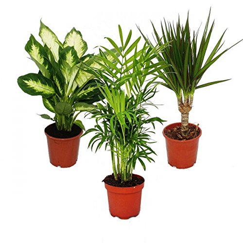 Indoor Plant Mix II Set of 3