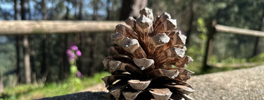 Ni pastillas, ni líquido inflamable: la mejor forma de encender tu barbacoa, como se hace en mi pueblo, es la piña de un pino resinero 