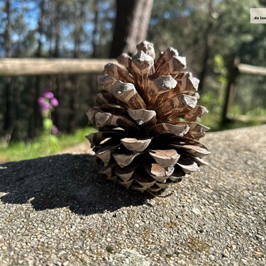 Ni pastillas, ni líquido inflamable: la mejor forma de encender tu barbacoa, como se hace en mi pueblo, es la piña de un pino resinero 