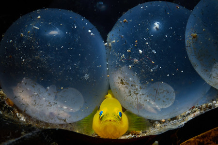 Mirrorless Macro Younghun Kan Little