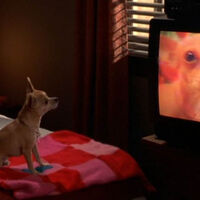 Para todos los que adoran las películas de juicios y la comedia, esta es un festival pintado de rosa: una joya generacional que se puede ver gratis