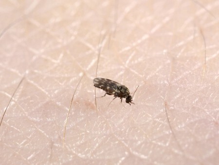 Culicoides2
