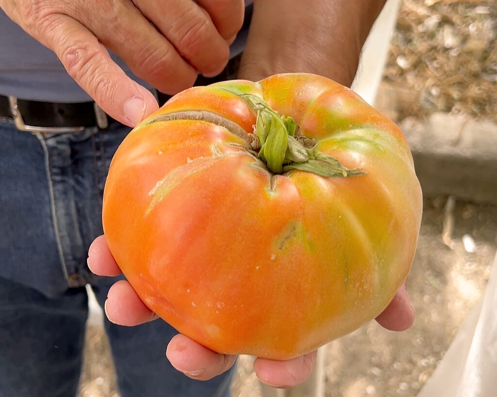 El tomate que estuvo a punto de desaparecer y hoy es uno de los grandes símbolos gastronómicos de Málaga