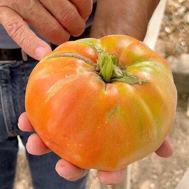 El tomate que estuvo a punto de desaparecer y hoy es uno de los grandes símbolos gastronómicos de Málaga 