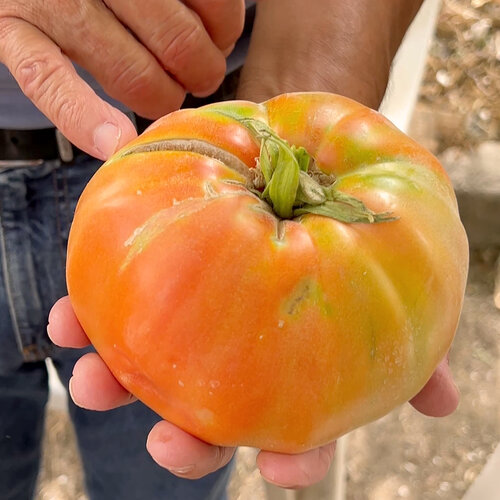 El tomate huevo de toro estuvo a punto de desaparecer y hoy es todo un manjar en Málaga que se vende en la huerta