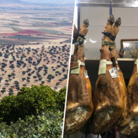 La dehesa extremeña se está muriendo. Y la solución esta vez es contrainuitiva: más intervención humana, no menos