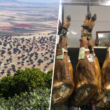 La dehesa extremeña se está muriendo. Y la solución esta vez es contrainuitiva: más intervención humana, no menos