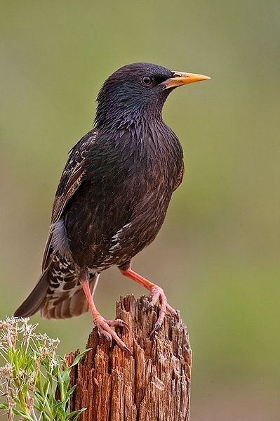 estornino