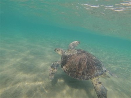 Las tortugas marinas son principalmente depredadores visuales, por eso confunden el plástico con su alimento