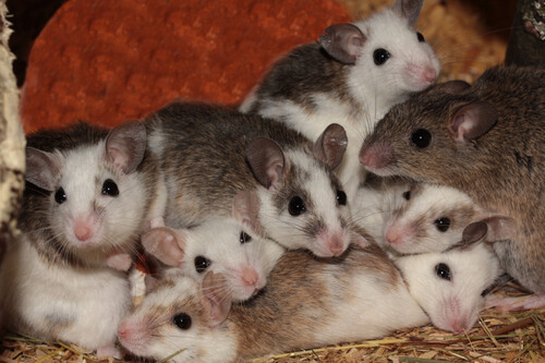 Ratones 01