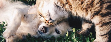 Perros y gatos están condenados a llevarse mal genéticamente. ¿Por qué conviven tan bien dentro de una casa? 