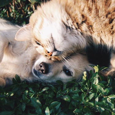 Perros y gatos están condenados a llevarse mal genéticamente. ¿Por qué conviven tan bien dentro de una casa? 