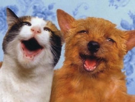 Animales embriagados: los animales también usan las drogas