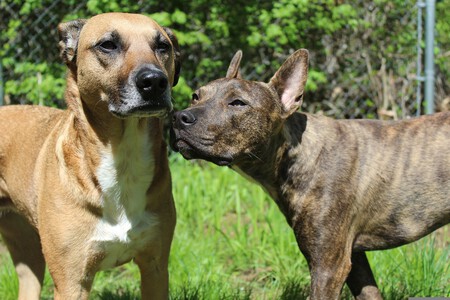 Red Flags Adoptar Perro