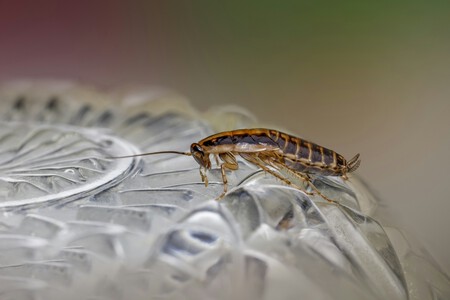 cucaracha