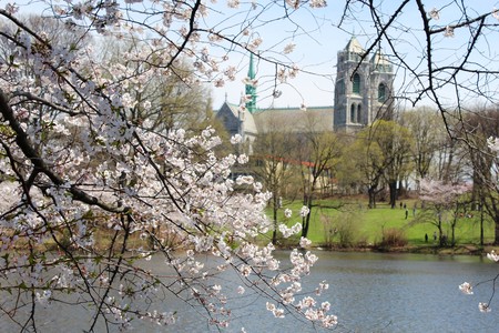 Newark cerezos en flor