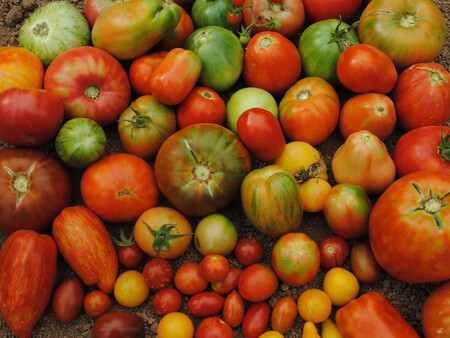 Tomates Imida