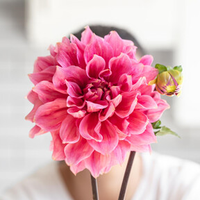 Llega a Aldi el miércoles 13 de mayo: la flor de interior o exterior, fácil de cuidar que es una explosión de color