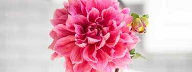 Llega a Aldi mañana miércoles 13 de mayo: la flor de interior o exterior, fácil de cuidar que es una explosión de color
