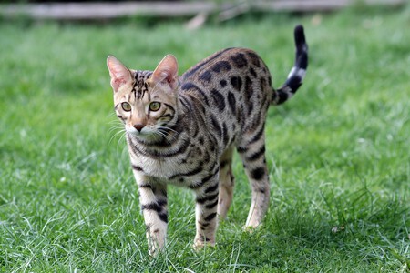 Bengal 2042592 1280