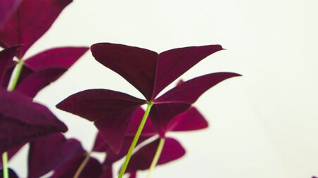 Cuidados Planta Mariposa