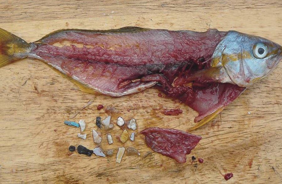En México uno de cada cinco peces podría tener plástico en sus vísceras, según este estudio En México uno de cada cinco peces podría tener plástico en sus vísceras, según este estudio