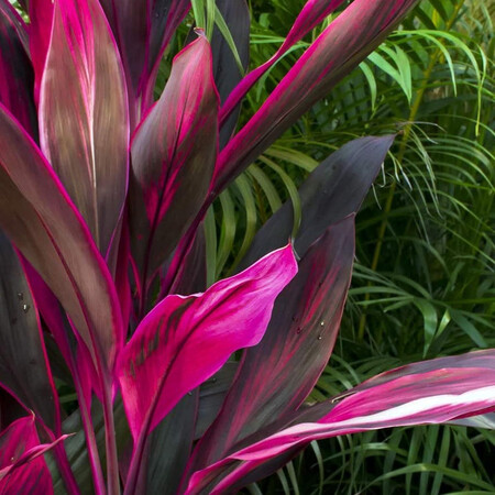 Cordyline Tango