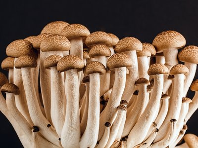 5 hongos mexicanos y cómo prepararlos para volverlos gloriosos en tu comida