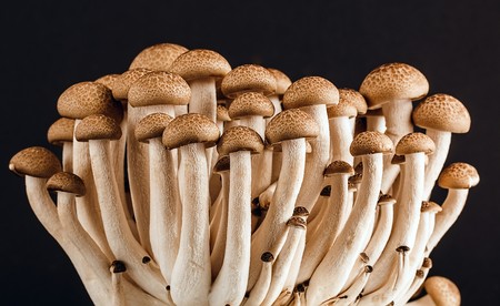 5 hongos mexicanos y cómo prepararlos para volverlos gloriosos en tu comida
