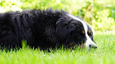 Perro Sitio Extraño Vacaciones Señales