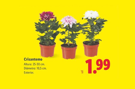 Crisantemos Lidl