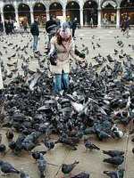 Guerra a las palomas de la Piazza San Marco